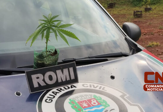Pe de maconha em praça belo horizonte cópia