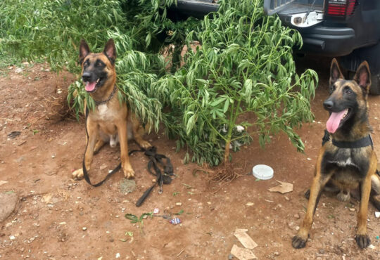 Canil gm de campinas 3 cópia