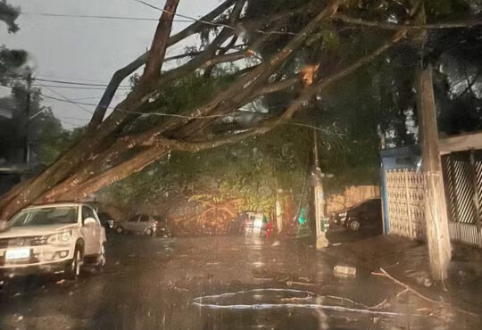 Queda arvore temporal sp 2024 3