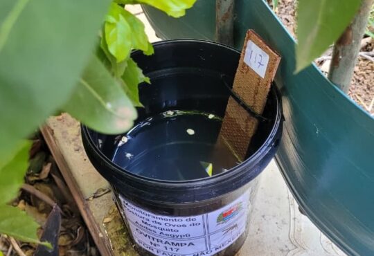 Armadilha ovos dengue indaiatuba