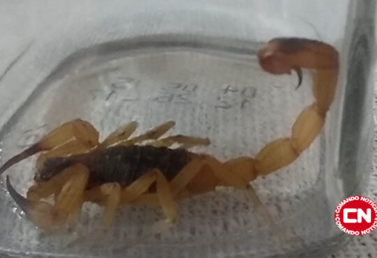 Escorpião indaiatuba