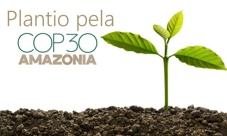 Cop 30 plantio indaiatuba