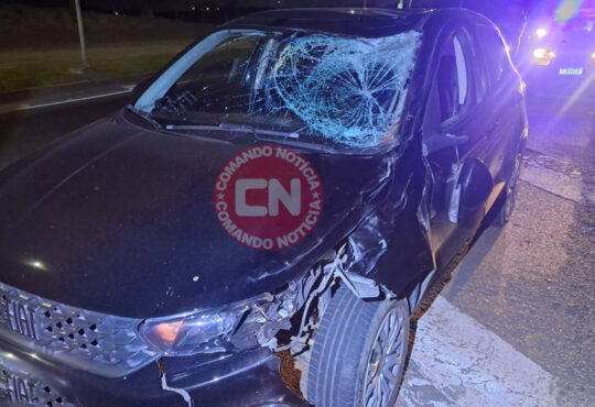 Carro atropela e mata cavalo sp 75