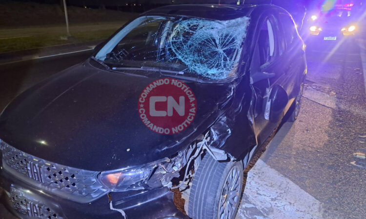 Carro atropela e mata cavalo sp 75