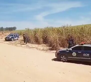 Gcm de piracicaba corpo em canavial