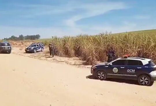 Gcm de piracicaba corpo em canavial