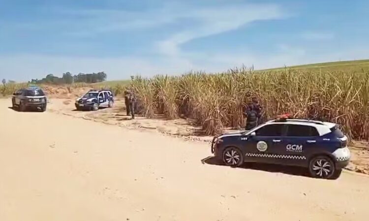 Gcm de piracicaba corpo em canavial