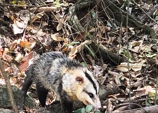 Sarue pm de indaiatuba