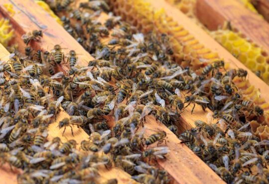 Abelhas freepik