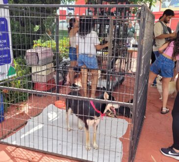 Amigo pet indaiatuba
