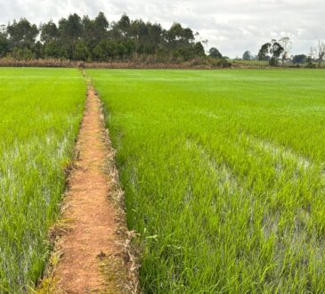 Arroz rio grande do sul defasagem no preço