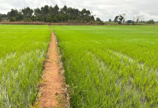 Arroz rio grande do sul defasagem no preço