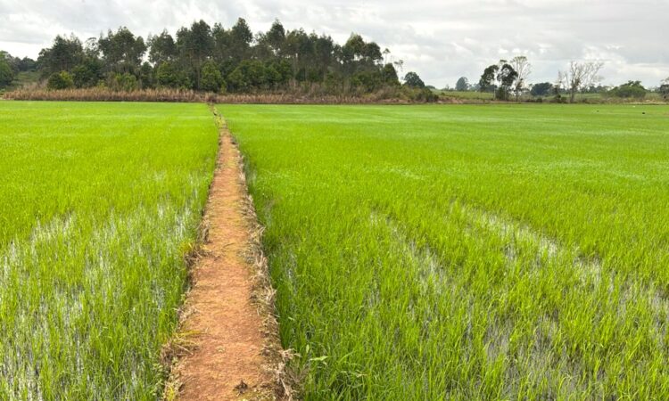 Arroz rio grande do sul defasagem no preço