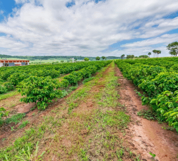 Etasa agropecuaria