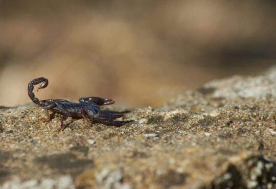 Escorpião divulgação