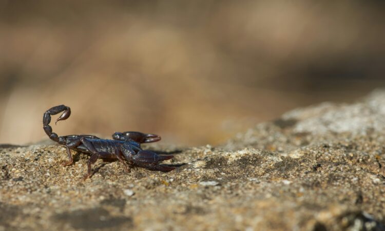 Escorpião divulgação