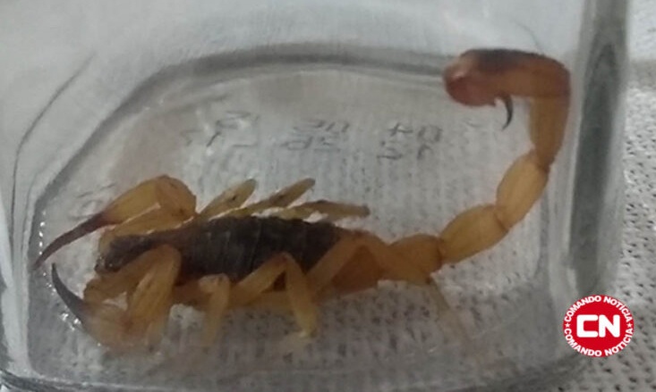 Escorpiao indaiatuba cn