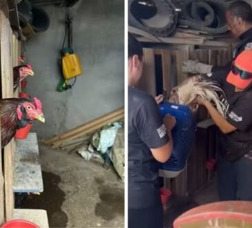 Briga de galo gm de americana