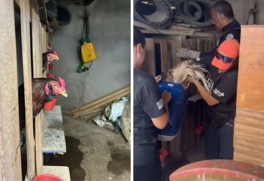 Briga de galo gm de americana