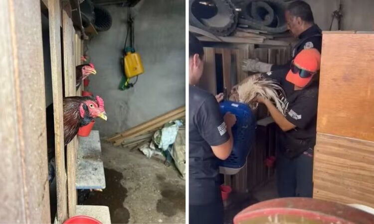 Briga de galo gm de americana