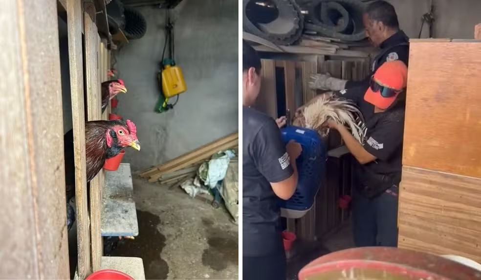 Briga de galo gm de americana