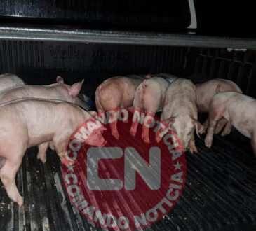 Furto leitões 1 cópia