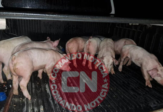 Furto leitões 1 cópia