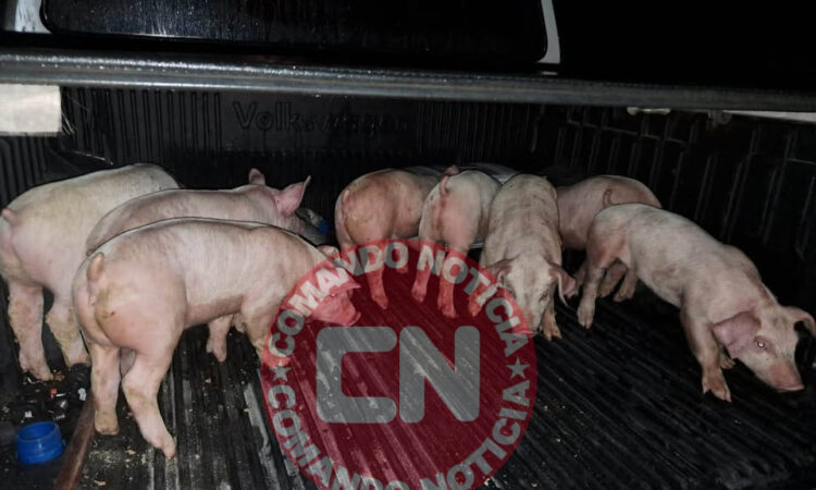 Furto leitões 1 cópia