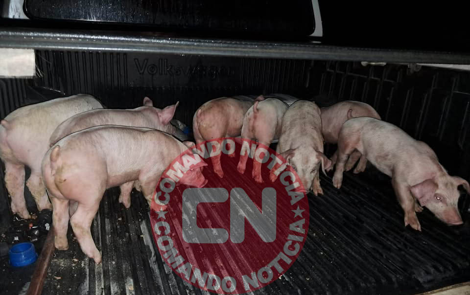 Furto leitões 1 cópia