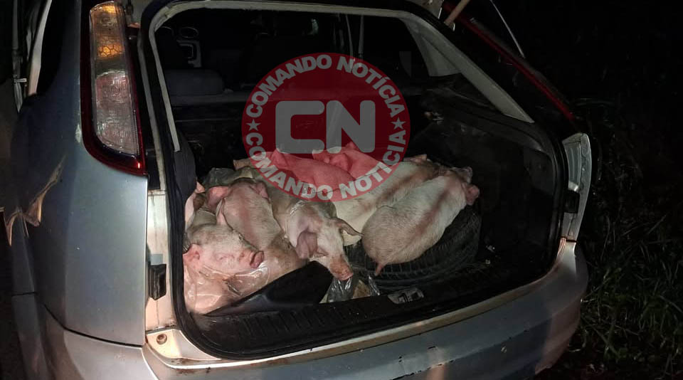 Furto leitoes cópia