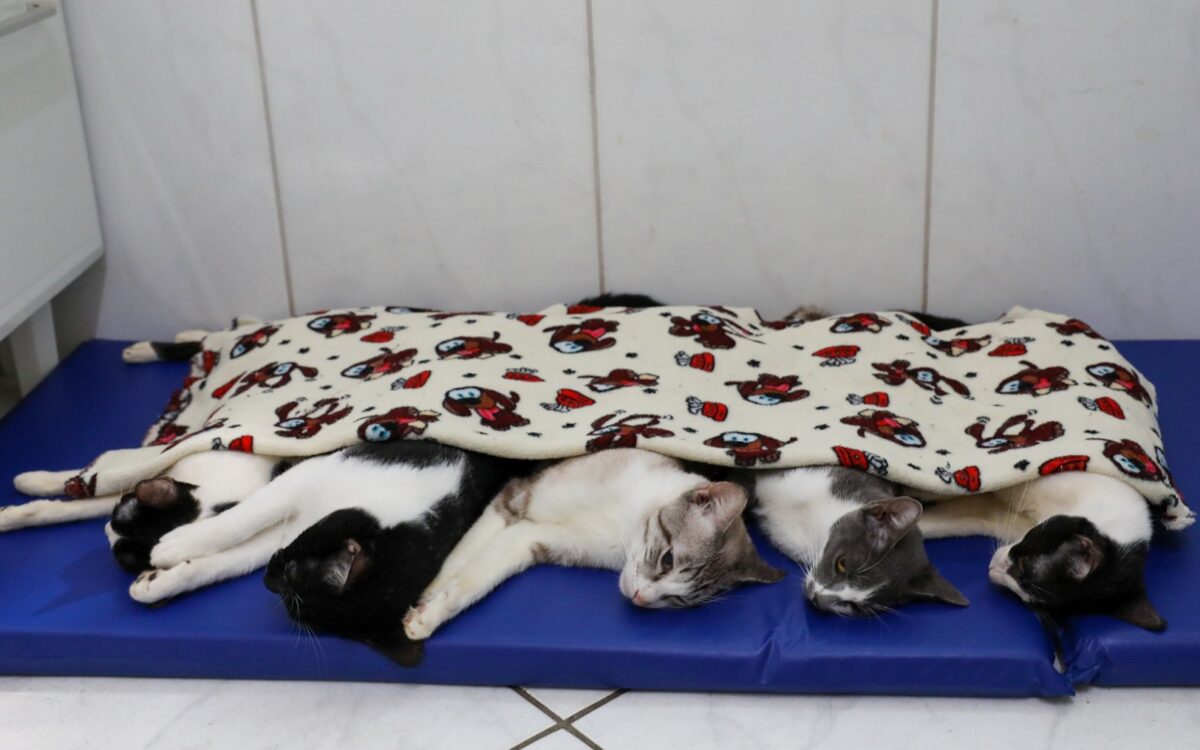 Castração indaiatuba