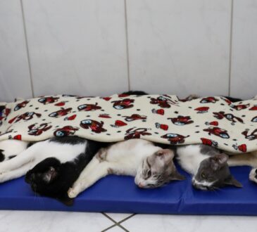 Castração indaiatuba