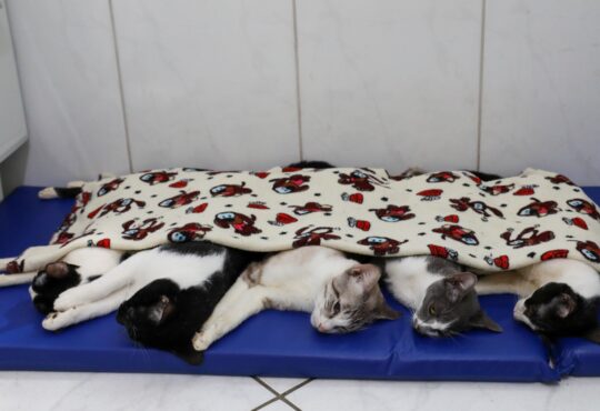 Castração indaiatuba