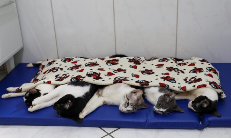 Castração indaiatuba