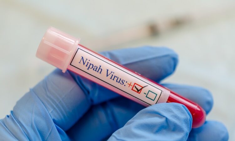 Nipah virus divulgação pequeno principe
