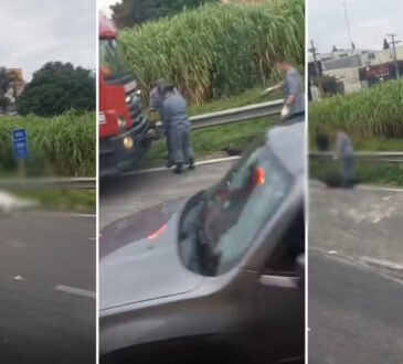 Acidente dois cavalos mortos em vinhedo cópia