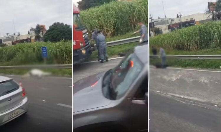 Acidente dois cavalos mortos em vinhedo cópia