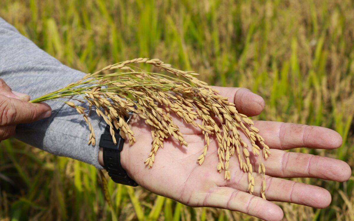 Arroz colheita