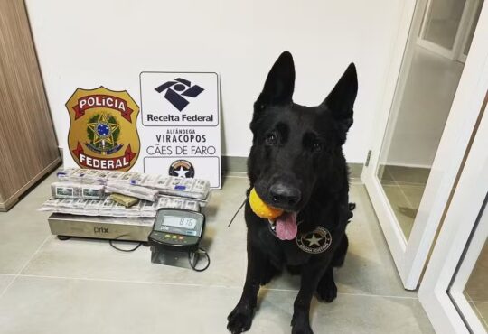 CÃo de faro viracopos