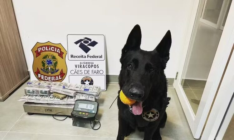 CÃo de faro viracopos