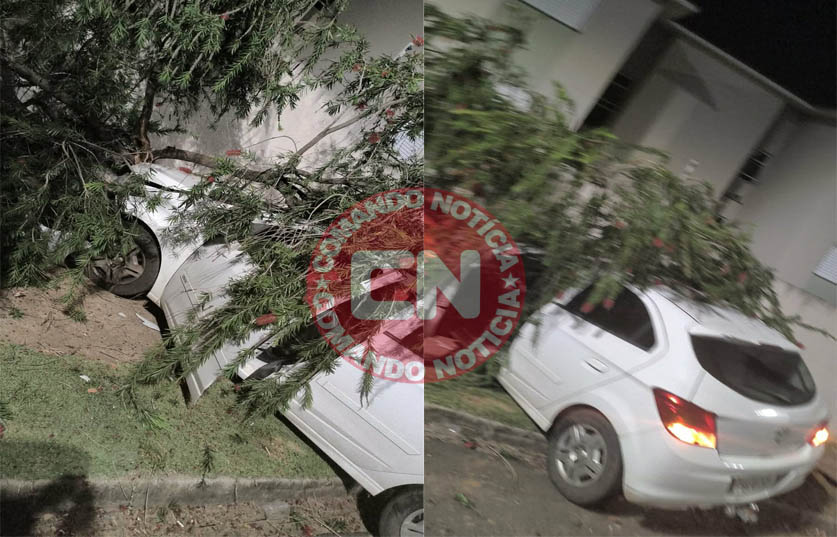 Onix bate em arvore campo bonito 1