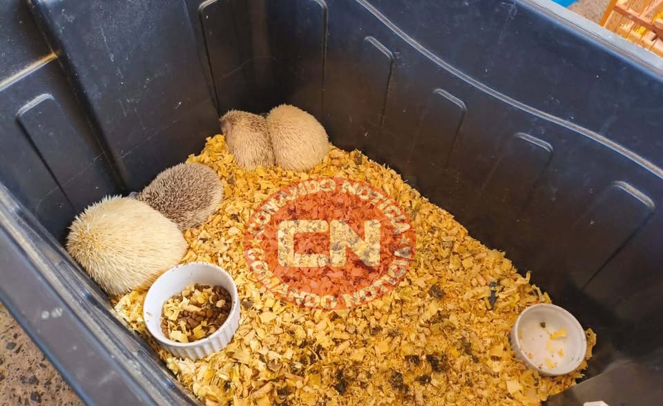 OriÇus pm ambiental