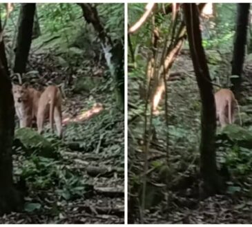 Onça em fazenda de itu redes sociais