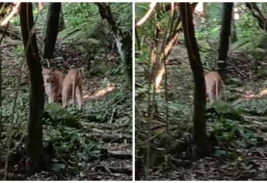 Onça em fazenda de itu redes sociais