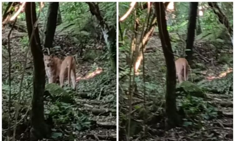 Onça em fazenda de itu redes sociais