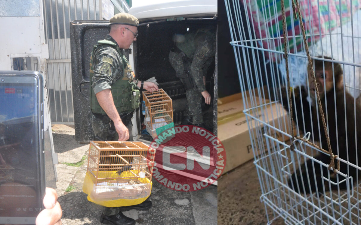 Pm ambiental resgata aves e macaco