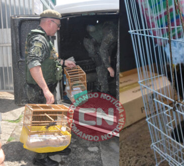 Pm ambiental resgata aves e macaco