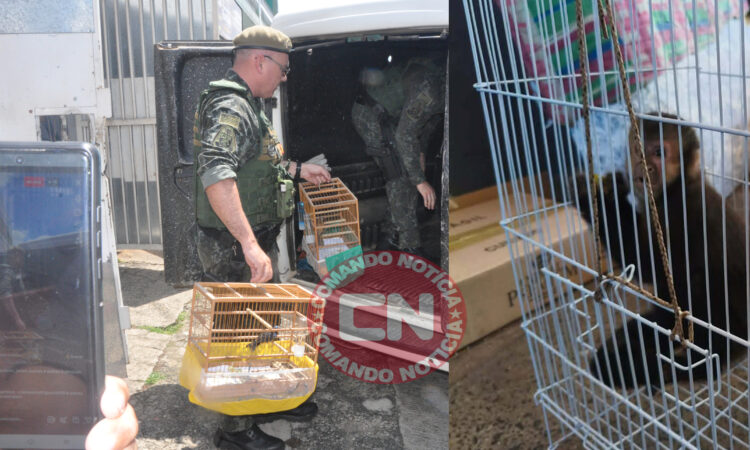 Pm ambiental resgata aves e macaco