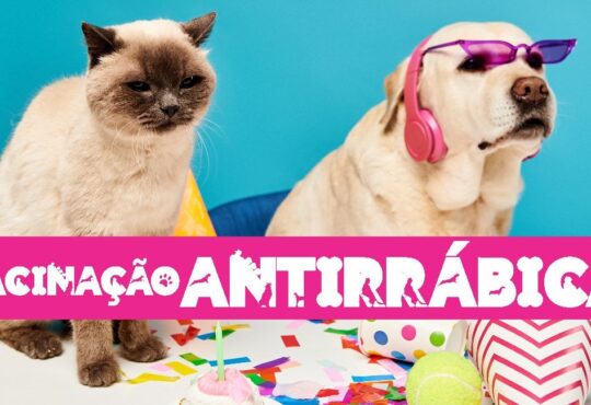 Arte antirrabica 2026