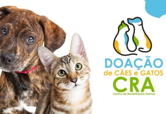 Arte doacao de caes e gatos indaiatuba